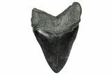 Fossil Megalodon Tooth - South Carolina #340133-1